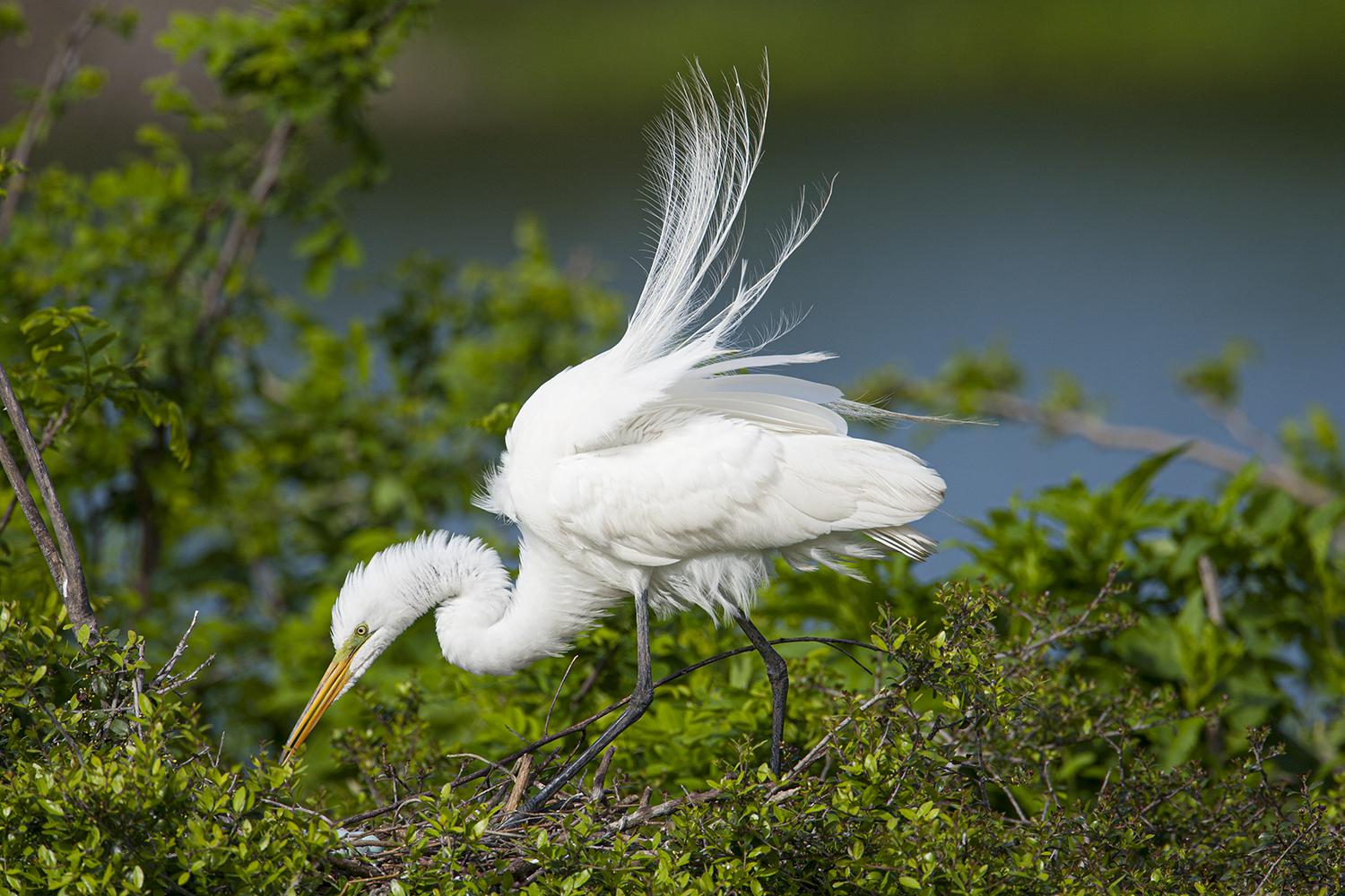 Opinion: Birds Capture Human Imagination Since Ancient Times