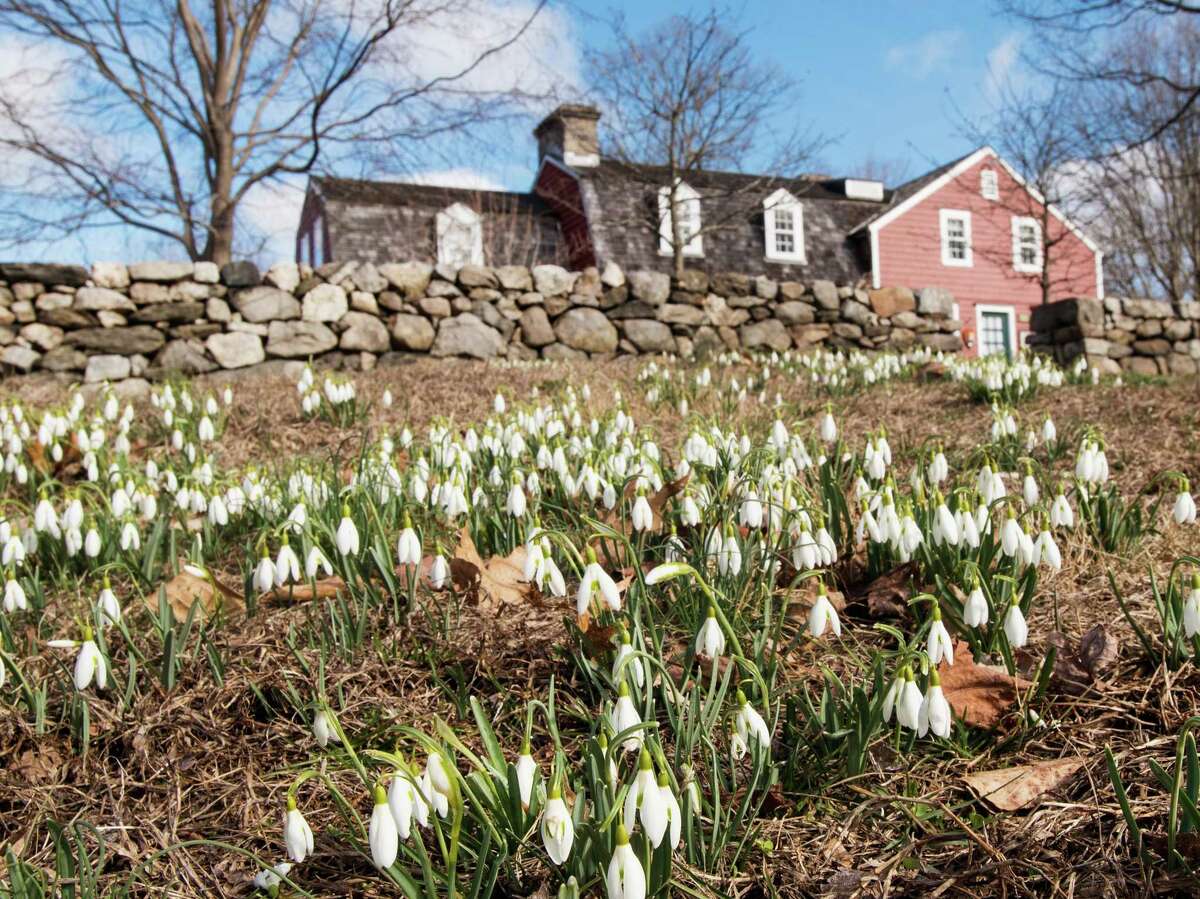 Snowdrops are up at the Weir Farm on the Ridgefield-Wilton line, responding to the recent stretch of spring-like weather. The true coming of Spring is March 19 this year. Ridgefield's Board of Selectmen noted recently that the town had been fortunate to make it through February without much need for snowplowing. But the area does have a long tradition that, most years, there's a fairly substantial snowstorm around Easter, which is April 12 this year. The world's warming climate may have something to say about that, however.