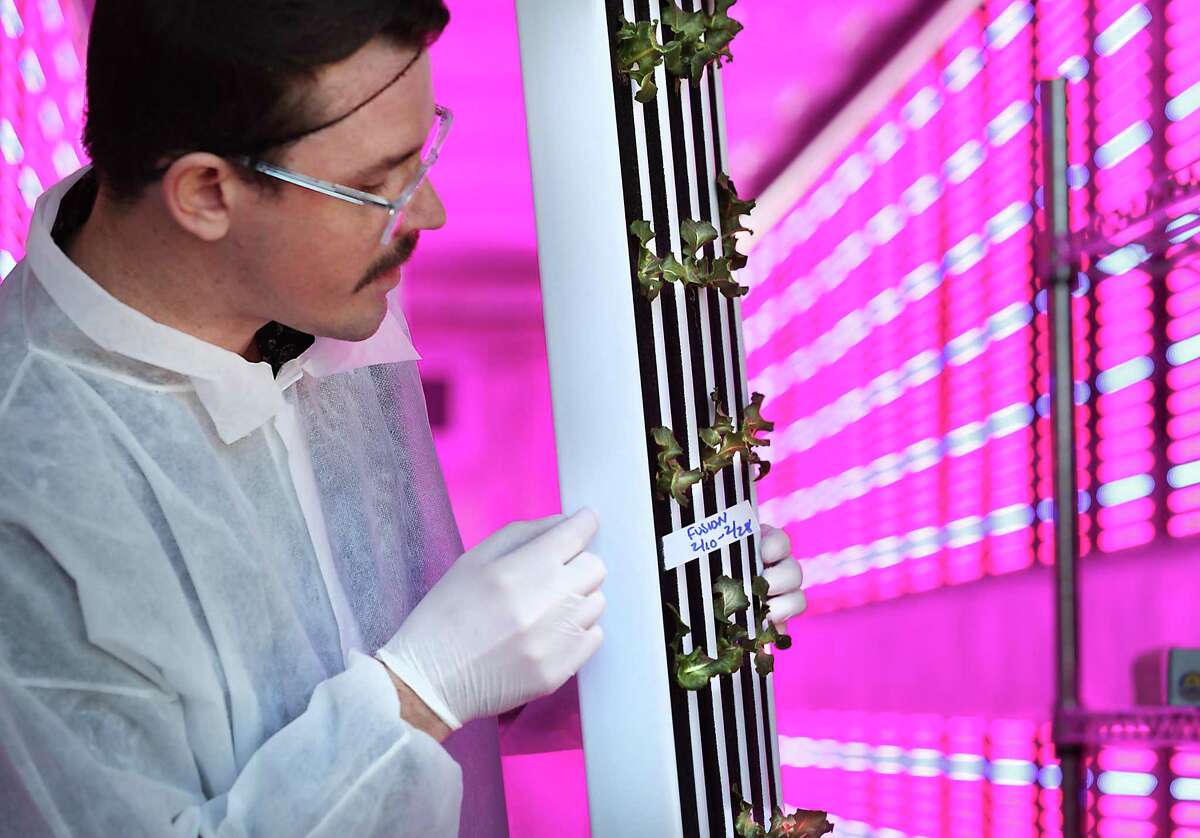 Brandon Wagner, a staff member at San Antonio Clubhouse, shows a plant panel of Fusion Summer crisp lettuce growing in the Clubhouse Grows new hyproponic farm on Friday. The farm, situated in a freight container, will be able to grow and produce more than 500 heads of lettuce in a week.