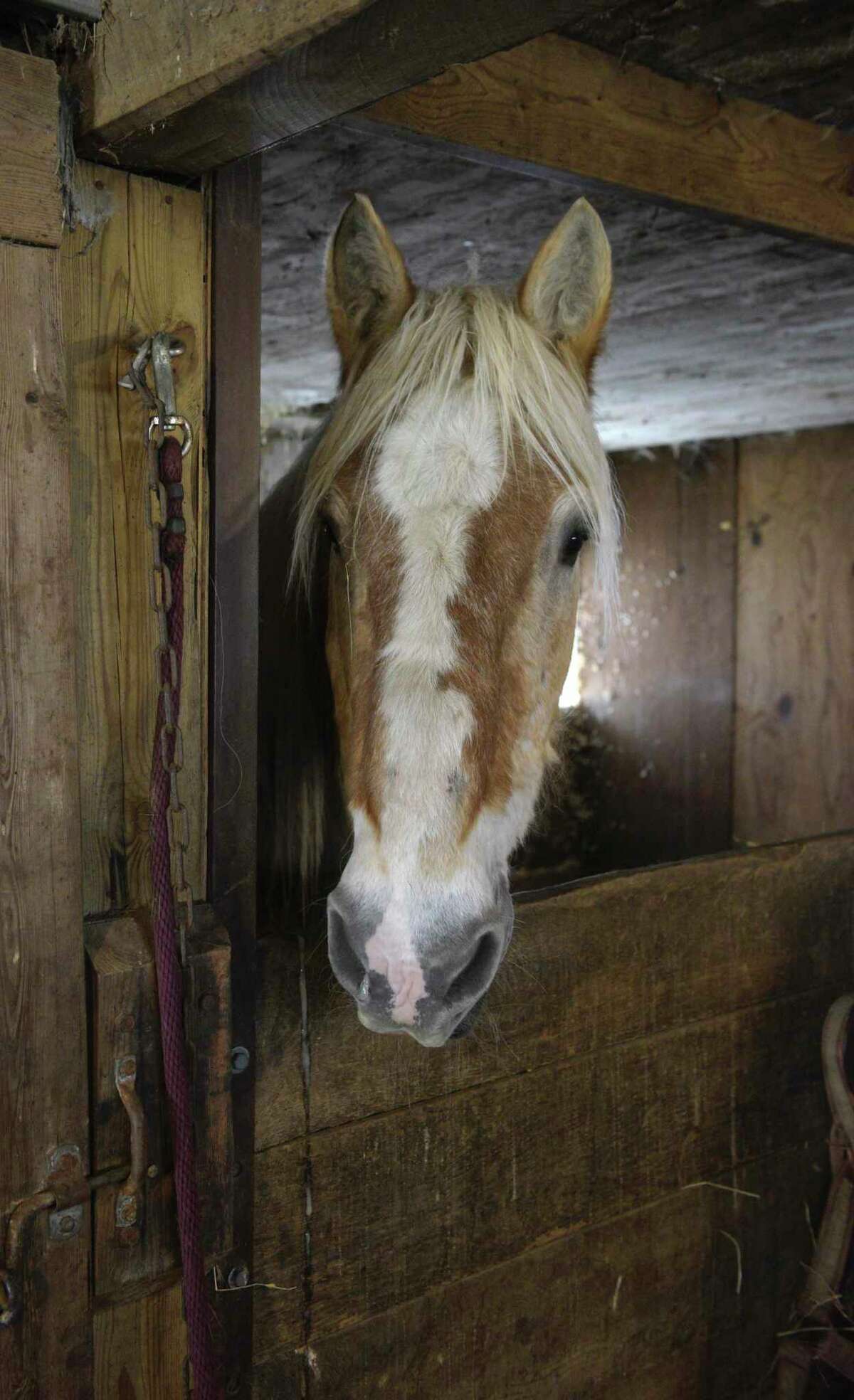 New Milford's Clatter Valley Farm bounces back after fire