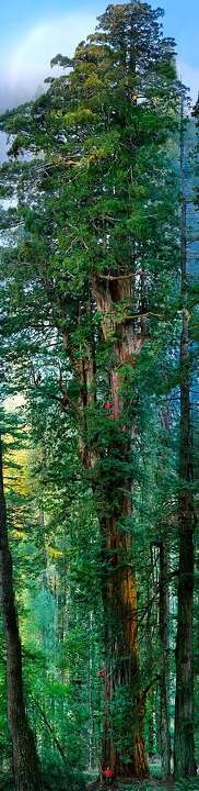10 must-see giant redwoods in California