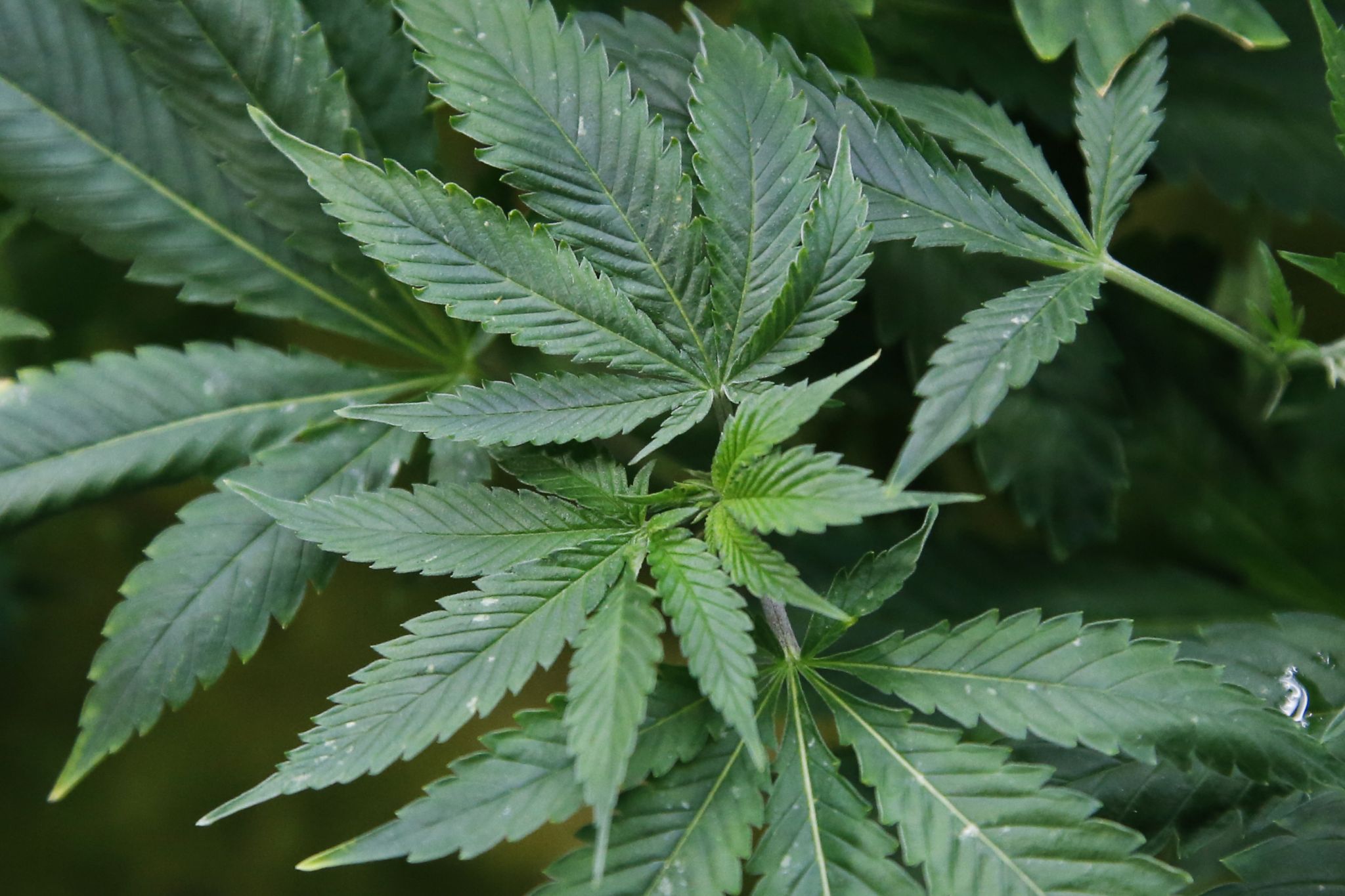 California Supreme Court denies cannabis for prison inmates