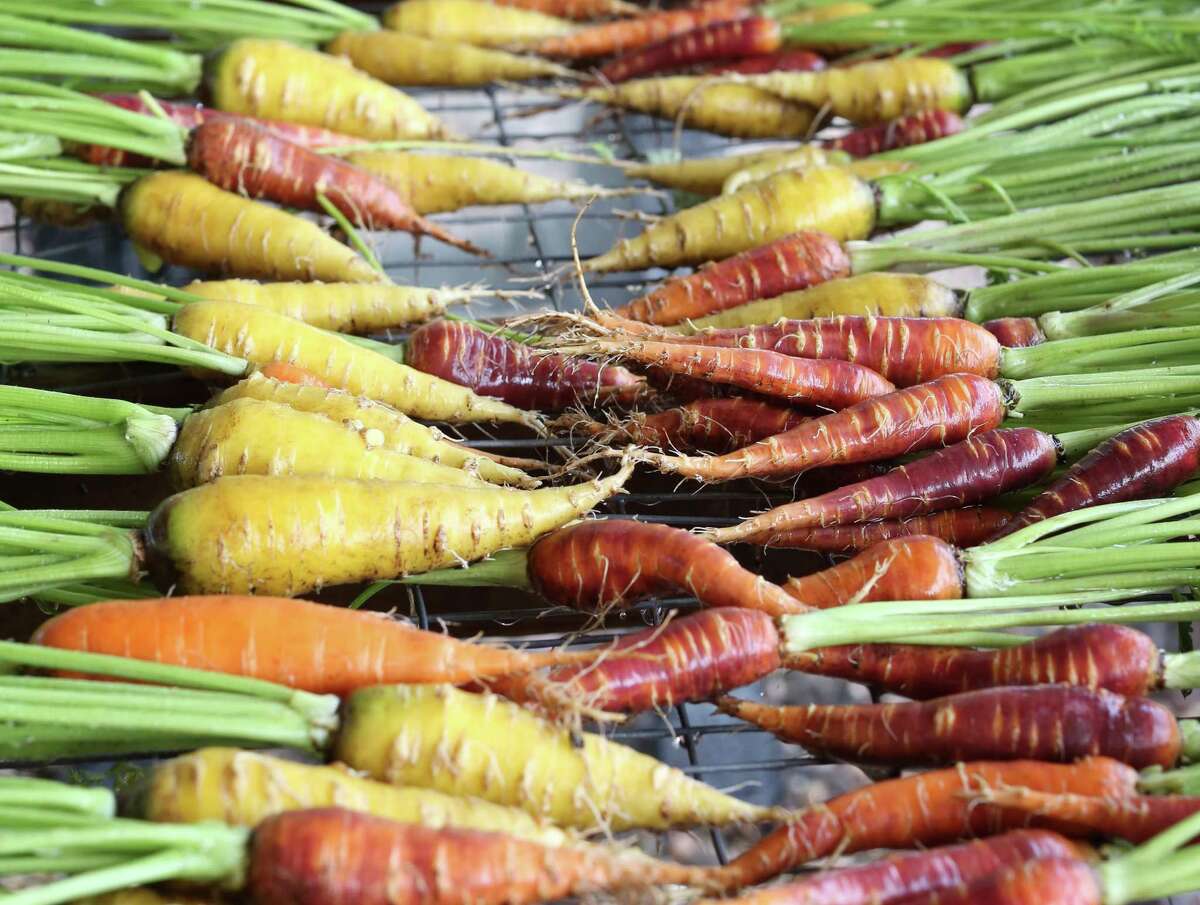 Multi-colored carrots, fresh from the ground