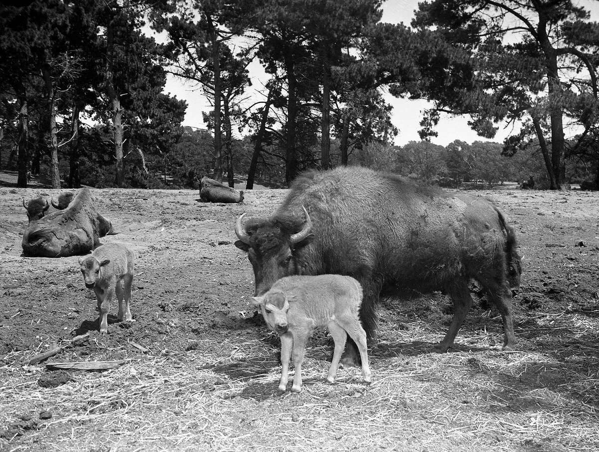 Golden Gate Park at 150 Archive photos of San Francisco at rest and