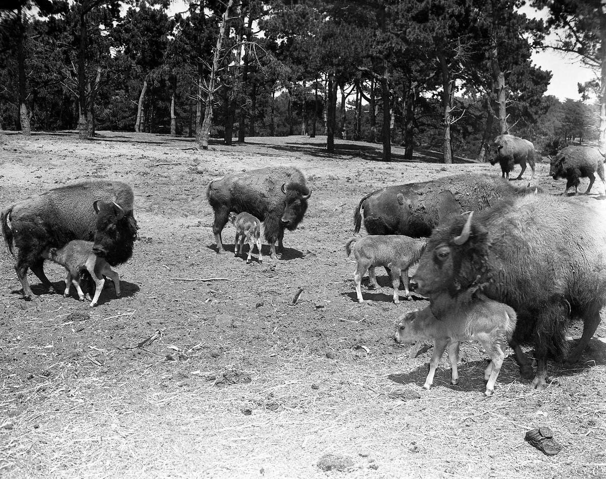 Golden Gate Park at 150 Archive photos of San Francisco at rest and