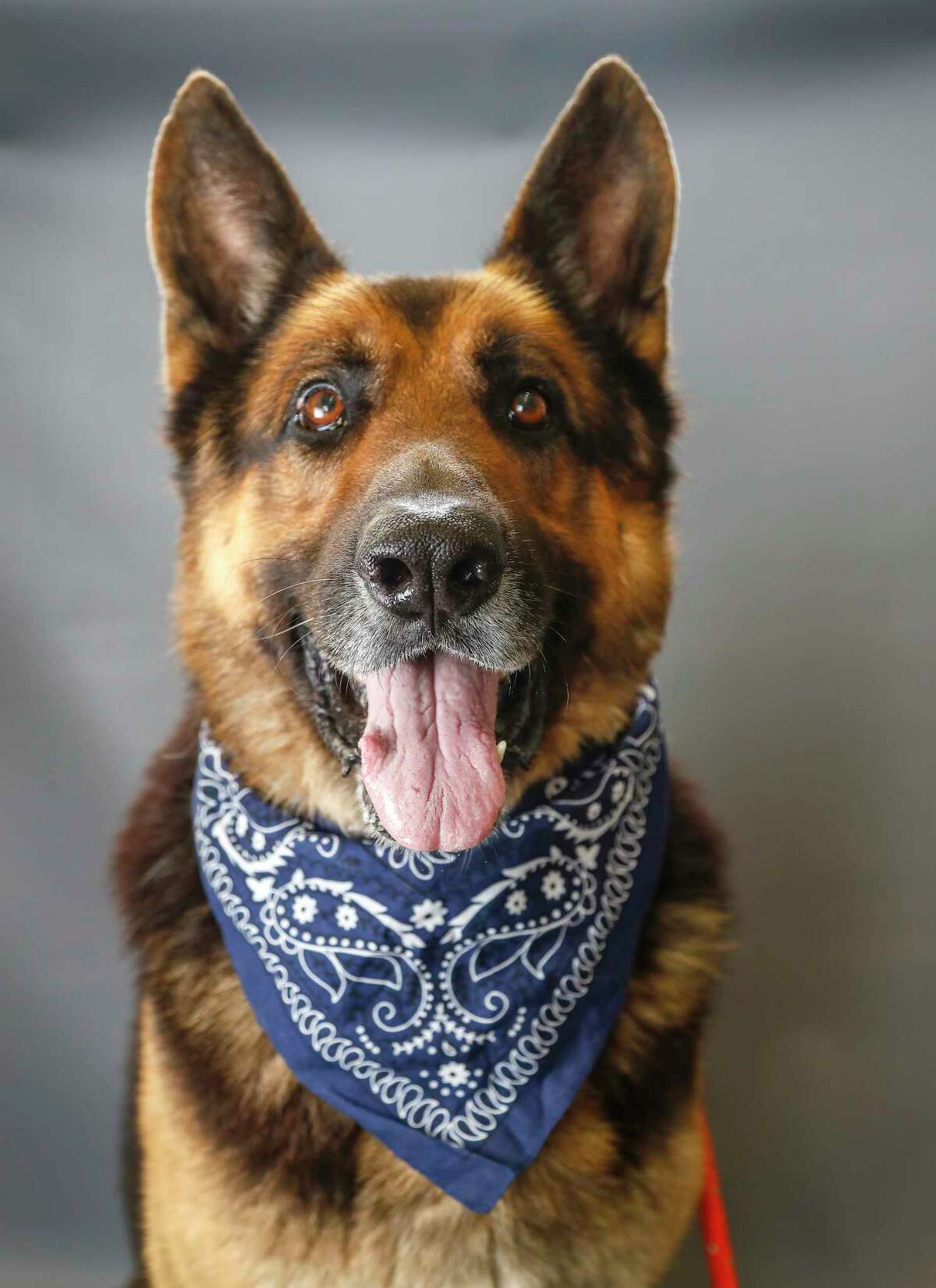 Smash (A1683114) is a 5-year-old, male, German Shepherd mix available for adoption from the BARC Animal Shelter, in Houston,Tuesday, March 10, 2020. Smash is a big love bug! He was left behind after eviction.