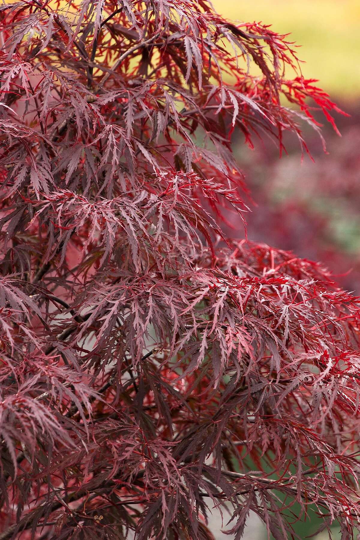 The best Japanese maple for your Bay Area garden