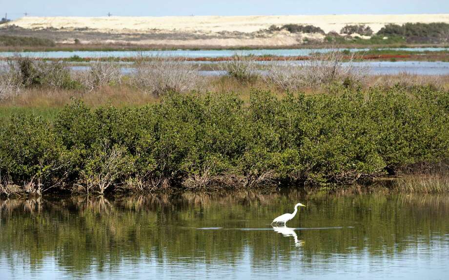 A great egret is reflected in the waters of the Corpus Christi Ship Channel. Photo: Bob Owen / ©2020 San Antonio Express-News
