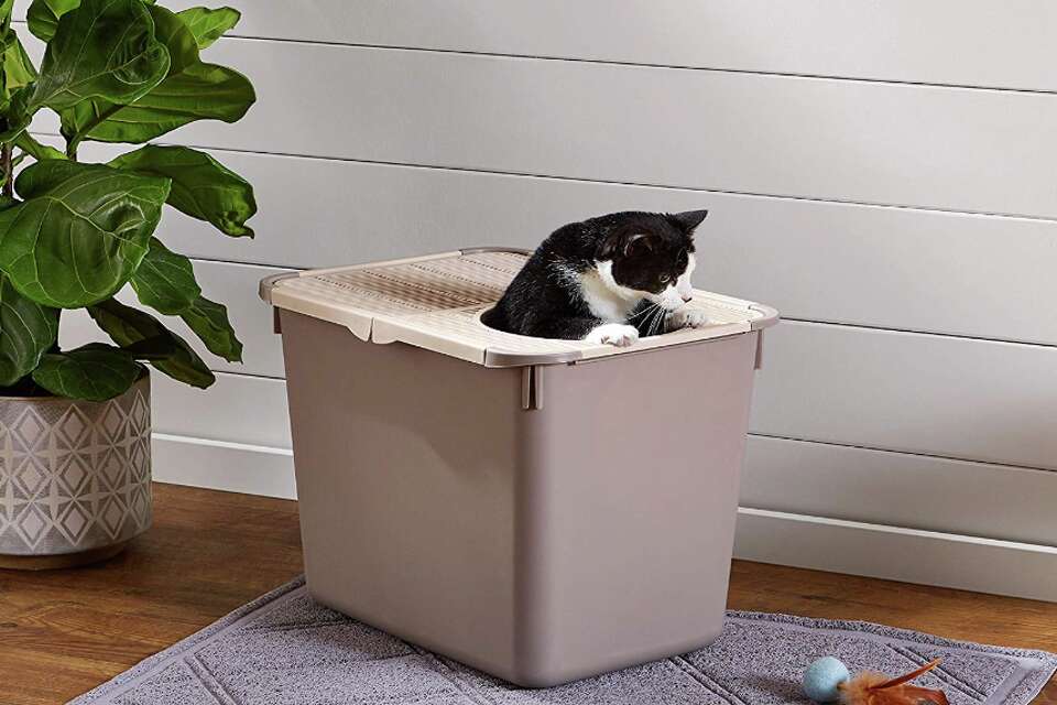 Should I buy a top entry cat litter box