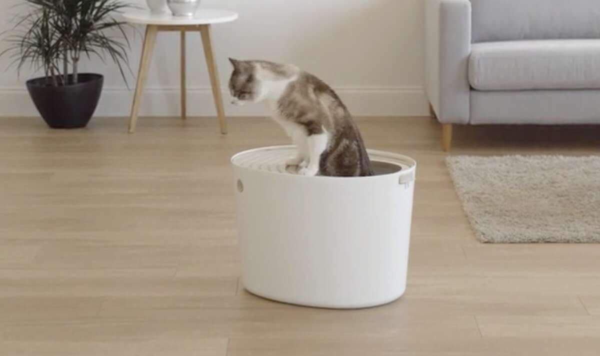Andet Anzai Eksempel Should I buy a top-entry cat litter box?