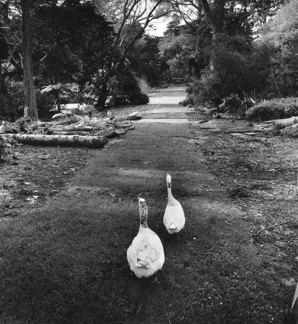Golden Gate Park at 150 Archive photos of San Francisco at rest and