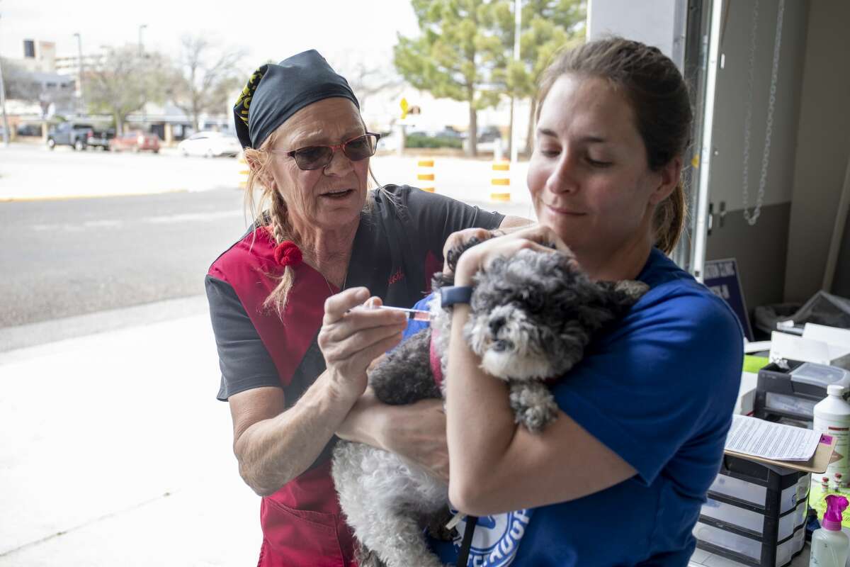 Veterinarian Technician Kathy Lane gives Princess a shot while volunteer Brittany Brown holds onto Princess during the Fix West Texas clinic in March of 2020. Reporter-Telegram