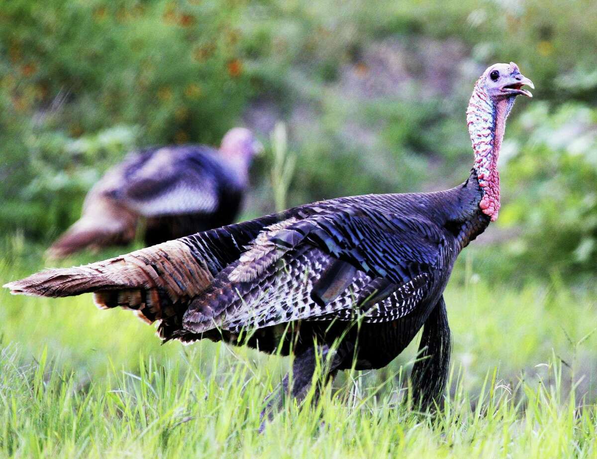 Spring Turkey Outlook Prime Conditions Mean Thriving Jakes