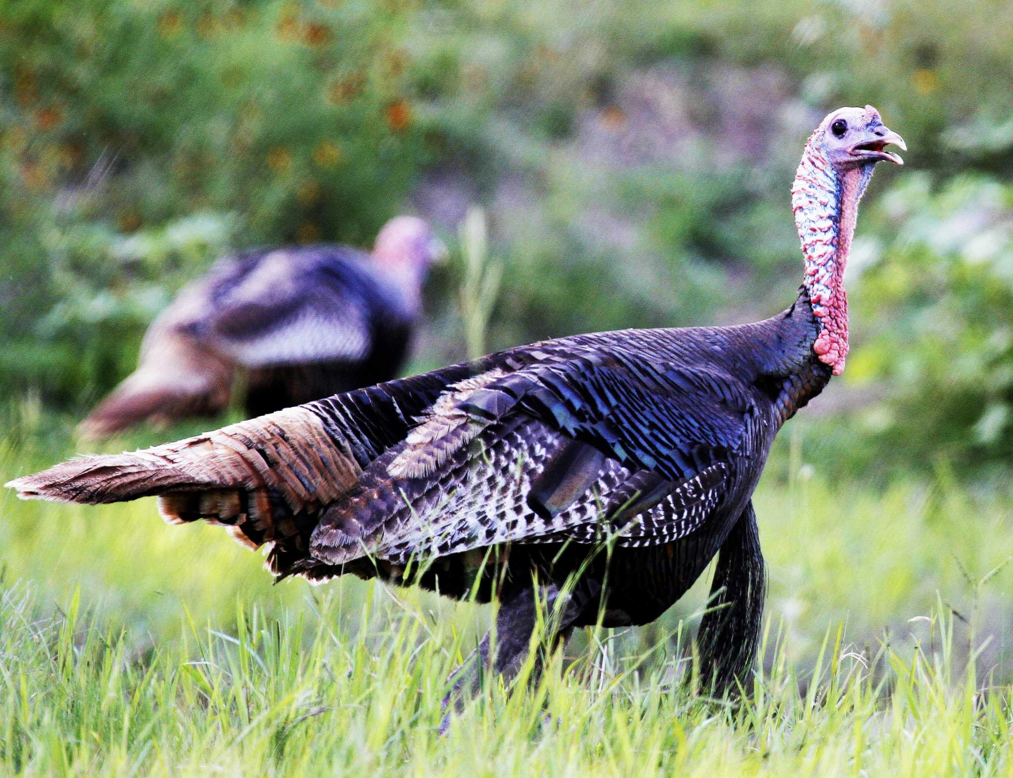 Spring Turkey Outlook Prime Conditions Mean Thriving Jakes