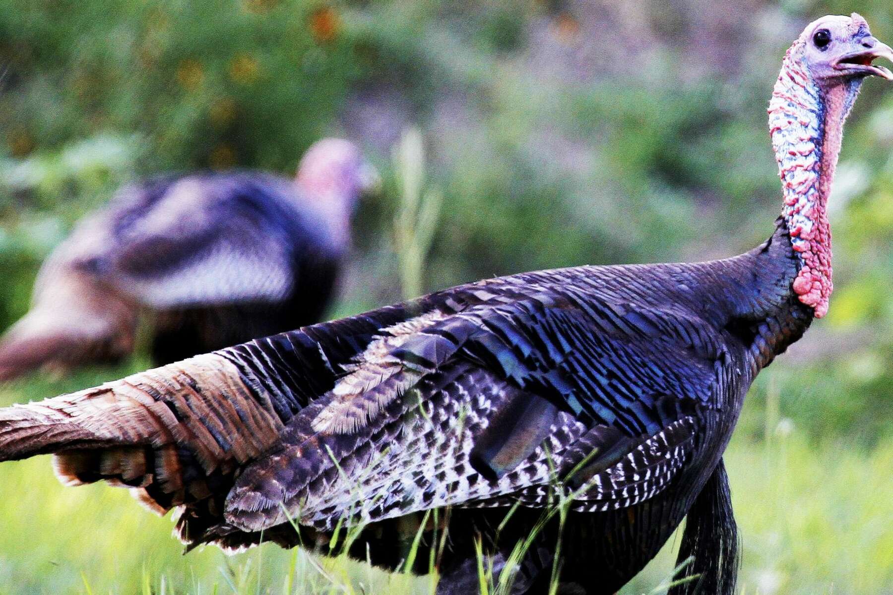 Spring Turkey Outlook A Bunch Of Young Jakes