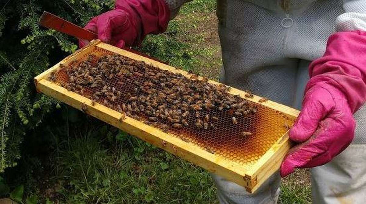Many people are becoming interested in keeping bees. How does the novice start in this worthwhile endeavor?