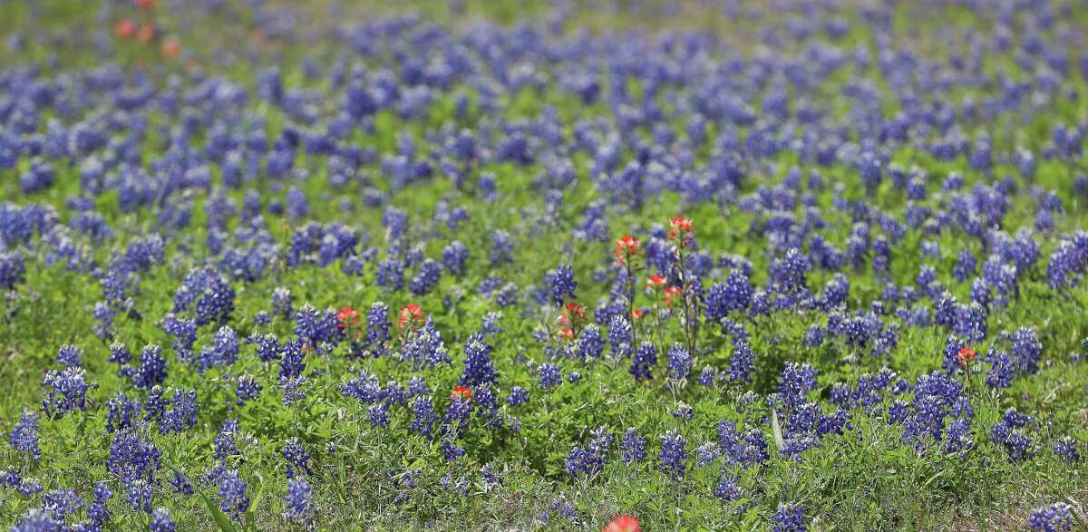 A field of bluebonnets and wildflowers behind Walmart, Woodridge Blvd and Texas 36, Wednesday, March 27, 2019, in Brenham.