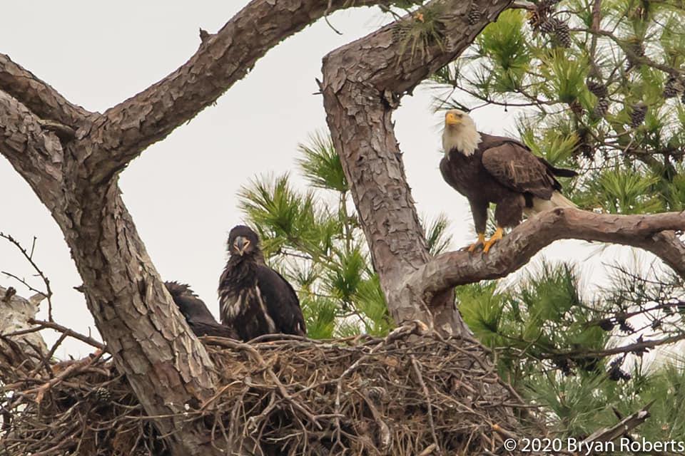 Houston Eagles Nest