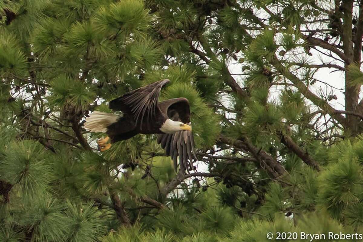 Active bald eagle nest in Tomball garners attention