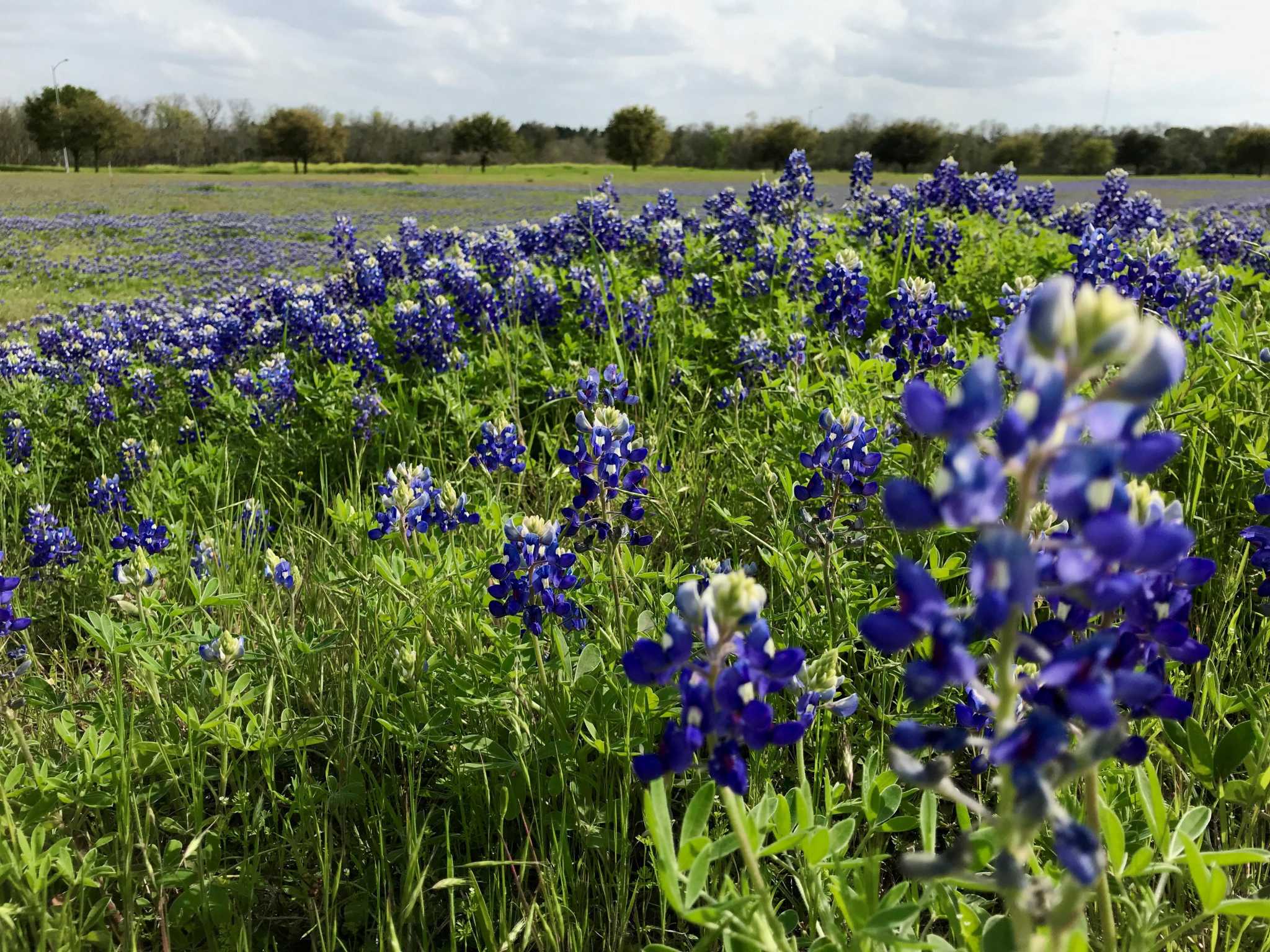 blooming in Brenham