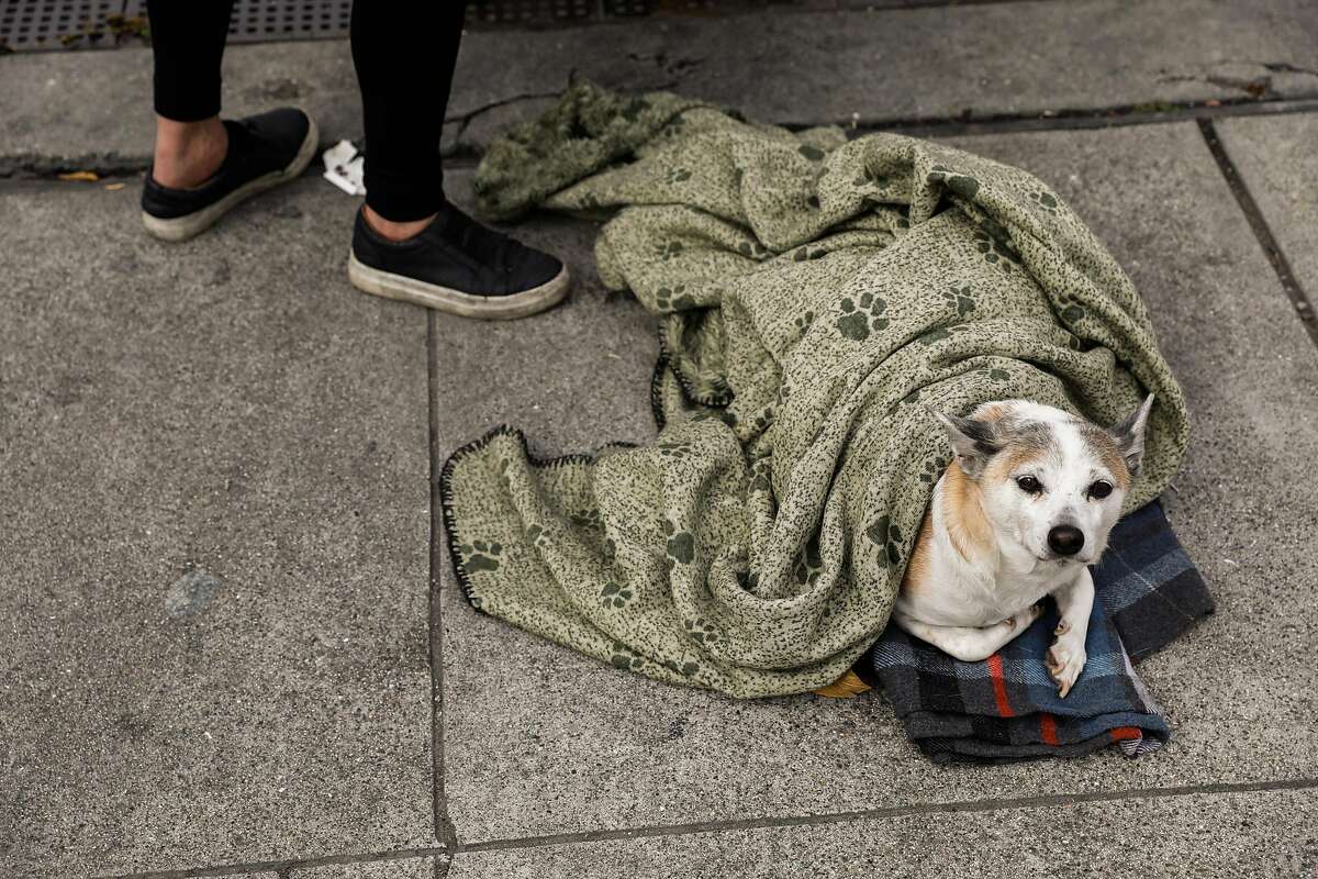 Homeless woman Maria Hernandez and her dog Cooney panhandle on 16th Street on Sunday, March 15, 2020 in San Francisco, California.