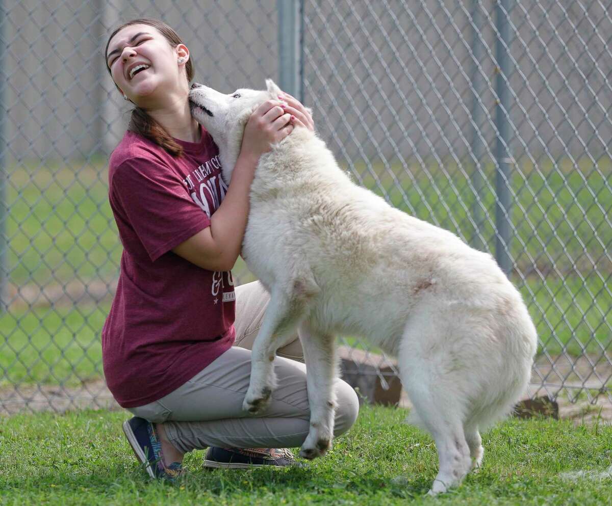 Volunteer gets licked by Samson, a white samoyed, at the Montgomery County Animal Shelter, Monday, March 16, 2020, in Conroe. The shelter is reducing the number of animal it takes in and annouced other modifitations to the organization to protect staff, voluntees and animals amid COVID-19.