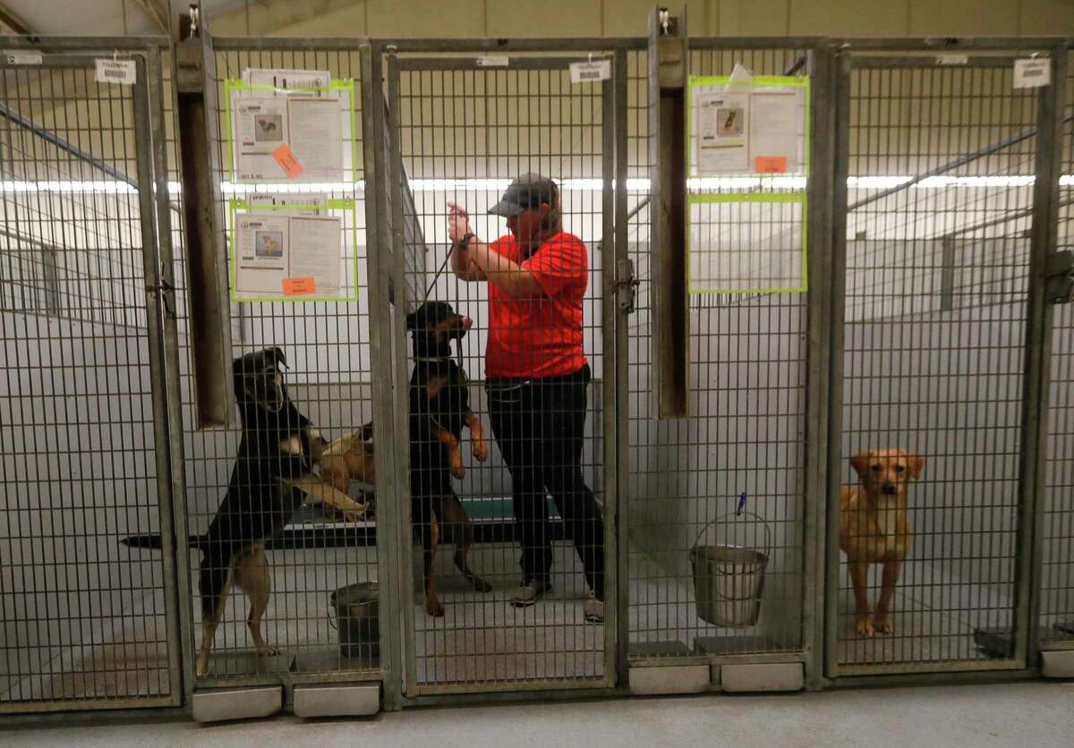 Volunteer Tracey Diagle helps walk dogs at the Montgomery County Animal Shelter, Monday, March 16, 2020, in Conroe. The shelter is reducing the number of animal it takes in and annouced other modifitations to the organization to protect staff, voluntees and animals amid COVID-19.