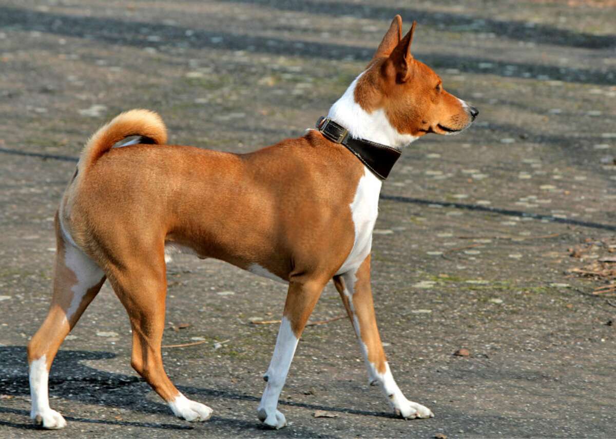 Фотография собаки басенджи. Басенджи. Порода собак басенджи. Африканский басенджи. Басенджи карликовый.
