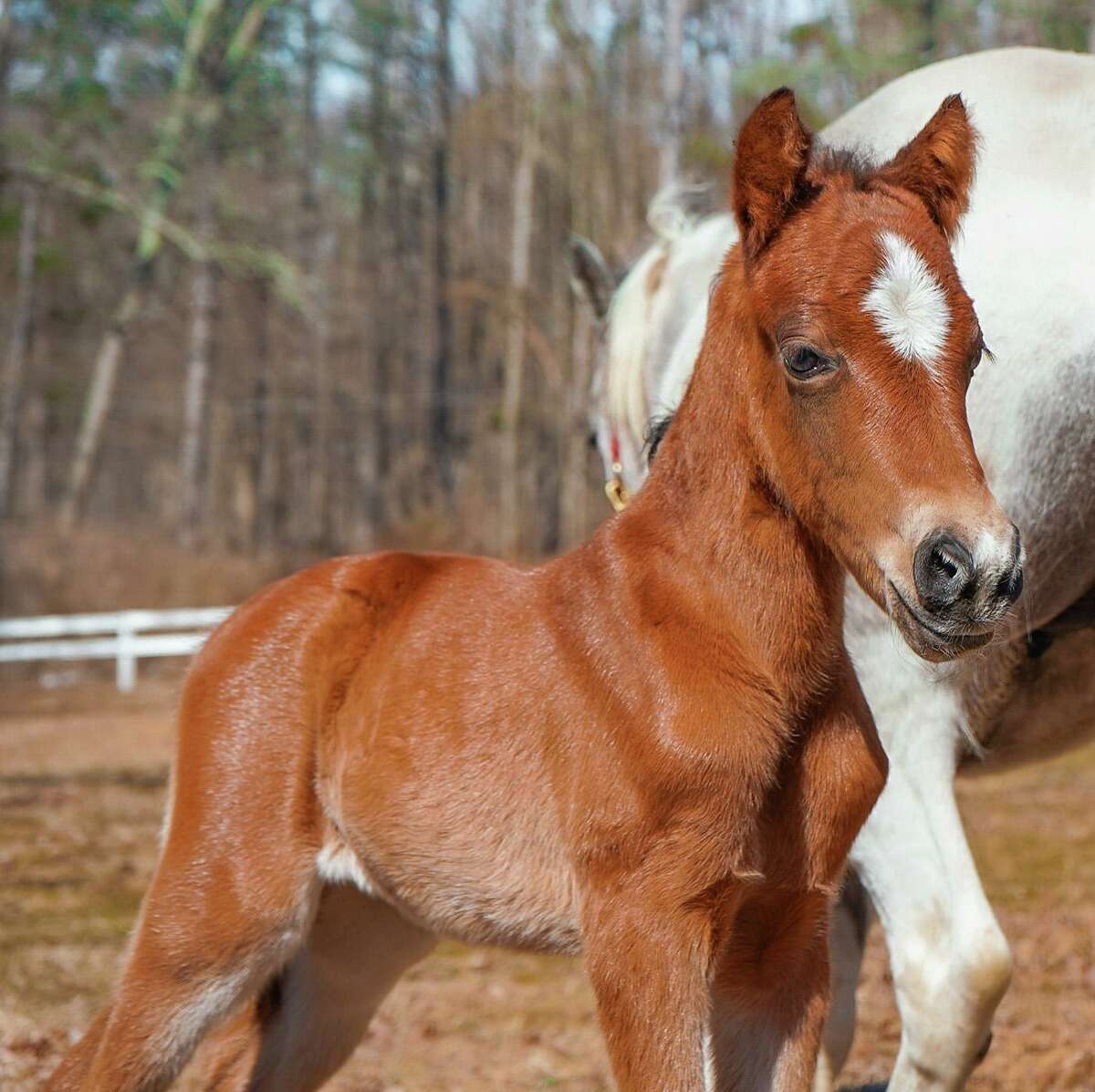 The Rising Starr horse rescue in Wilton, CT, welcomed Rumi into their fold when she was born on March 7, 2020.