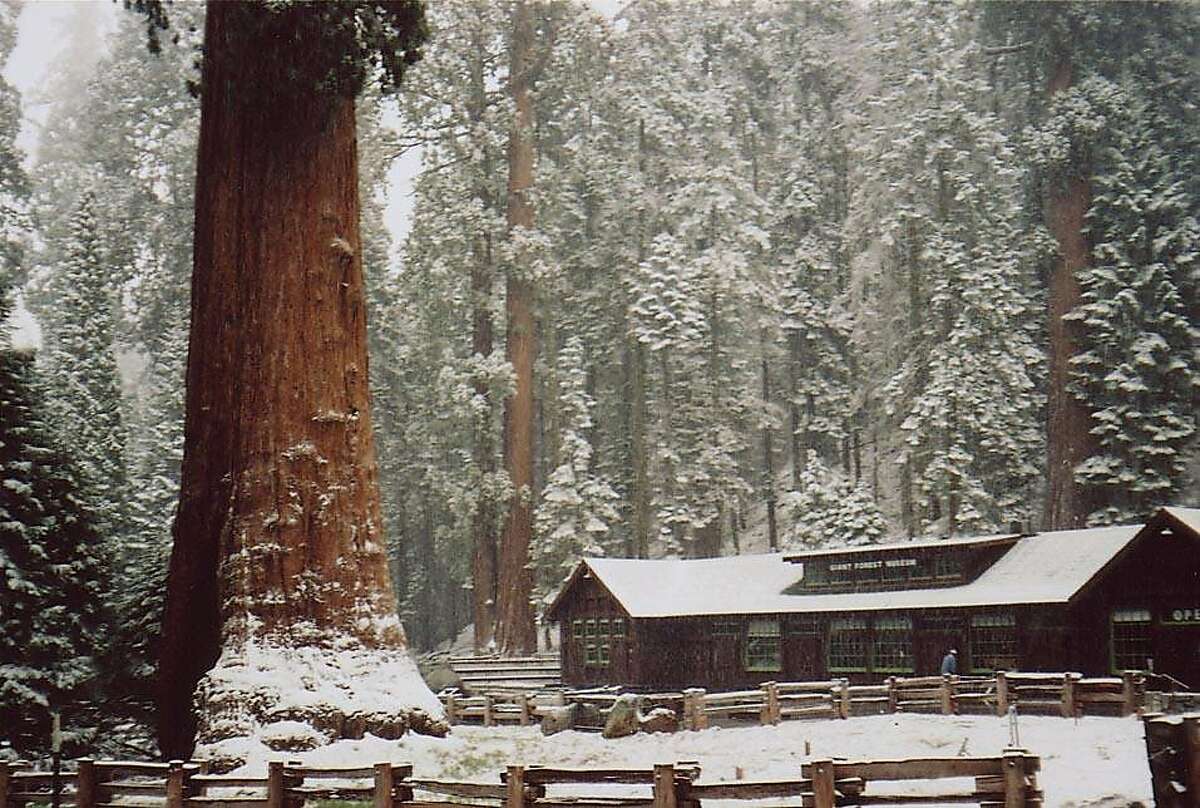 A giant sequoia, 28 feet in diameter, next to the Giant Forest Museum. John Muir called it "the greatest of living things."