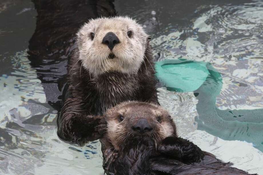 Sea otters at the Monterey Bay Aquarium. Photo: ©Monterey Bay Aquarium