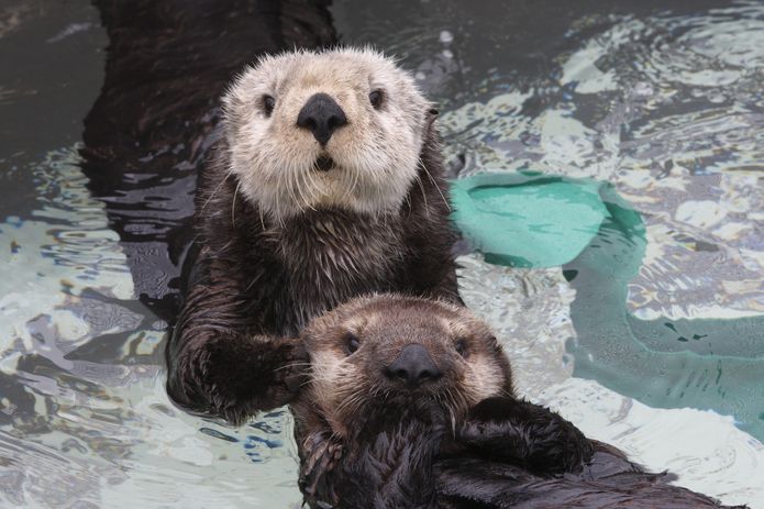 Sea otter stress relief: Thousands are tuning into Bay Area aquarium ...