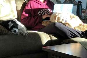 Teaching from home: Dogs offer reprieve from screen time