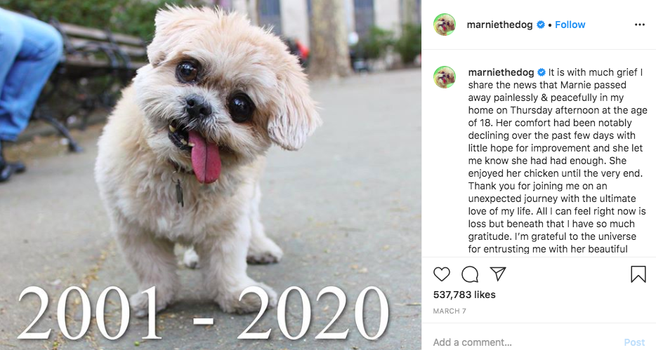 New York Mets - What's better than a dog on Instagram?