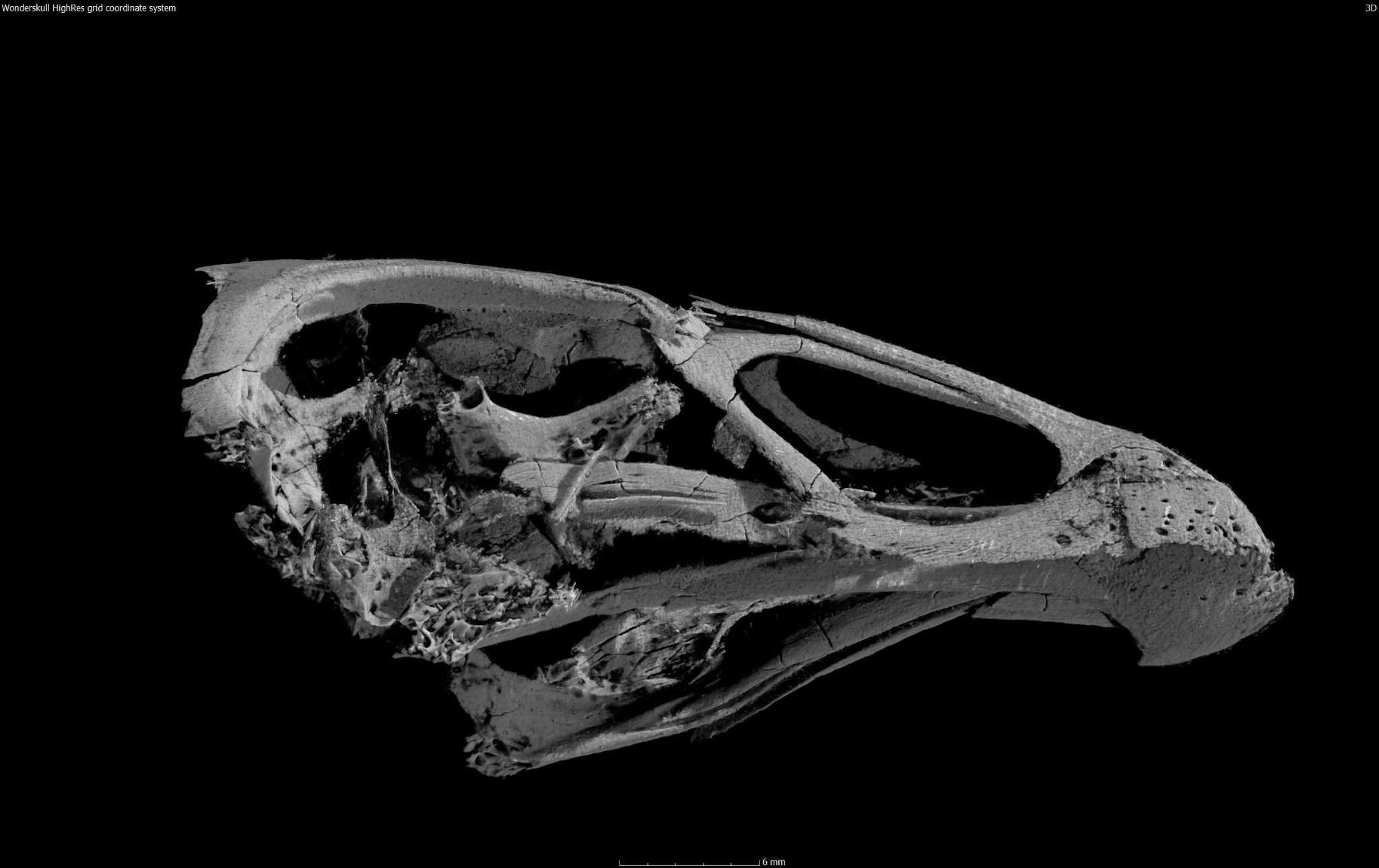 wonderchicken fossil
