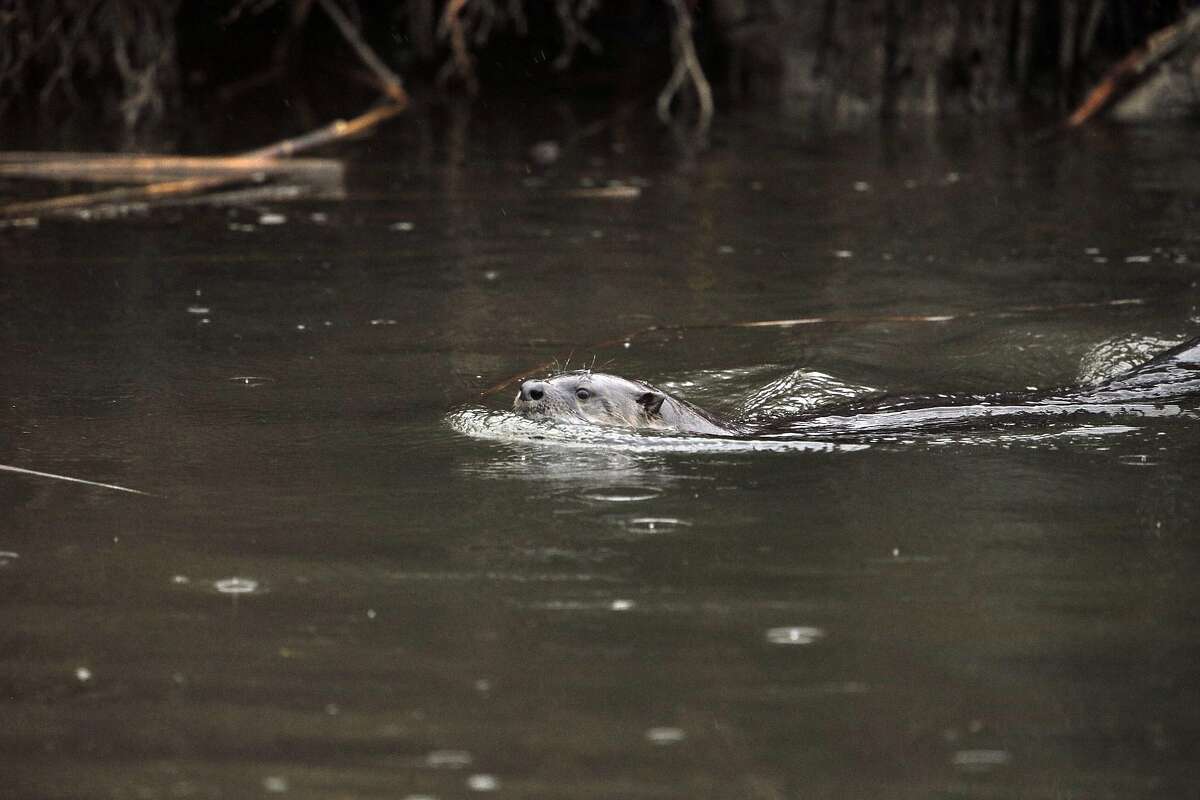 A river otter swims along one of the waterways at the Grizzly Island Wildlife Area in Suisun, Calif., on Monday, December 21, 2015.