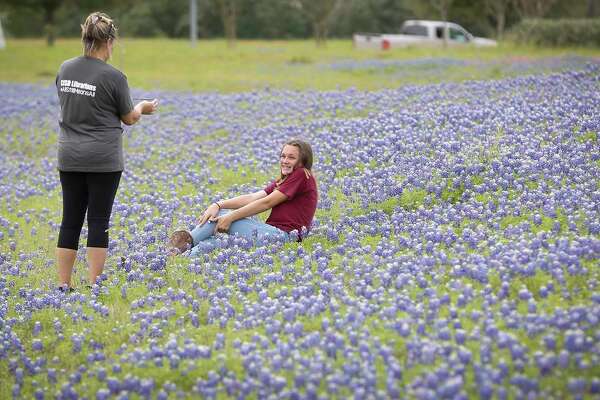 Bluebonnets Arrive Early In Texas And You Can Thank Climate Change For The Bit Of Sunshine Houstonchronicle Com