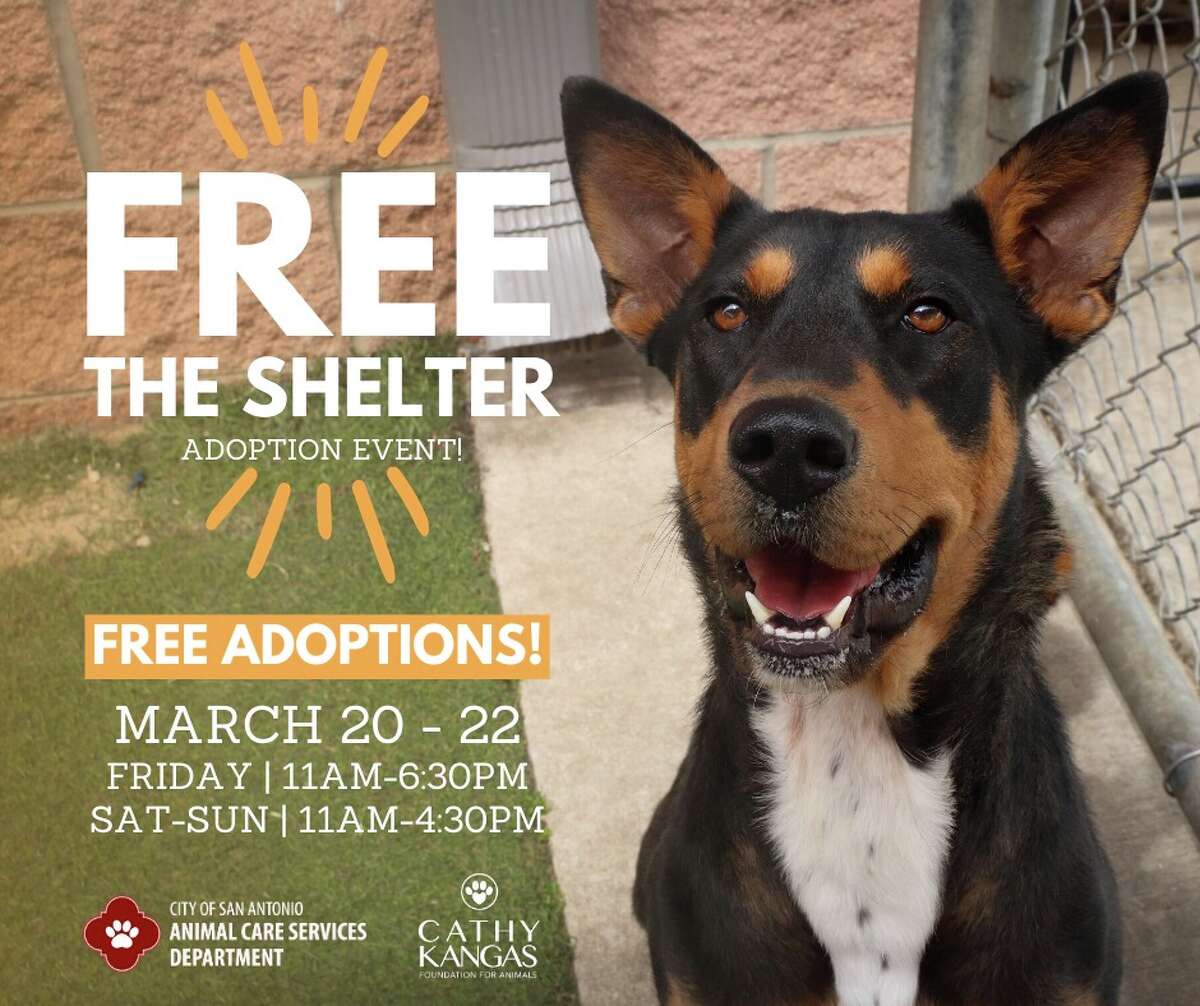 'Take home a buddy' San Antonio Animal Care Services waives adoption