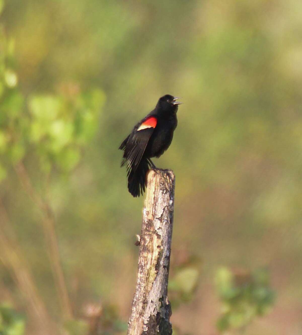 A red-winged blackbird sings from a spring perch in New England. The birds’ return are a sign of spring.