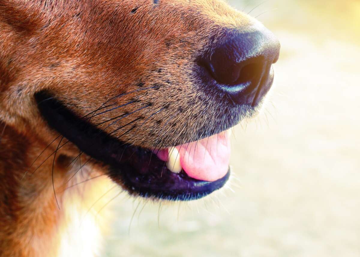 Собачий нос. Собачий нос крупным планом обои. Как открыть рот собаке