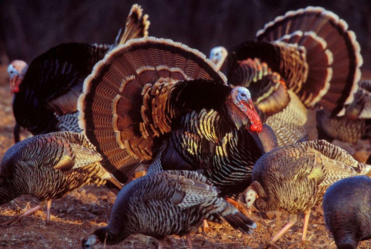 Spring Turkey Background Spring Wild Turkey Wallpaper