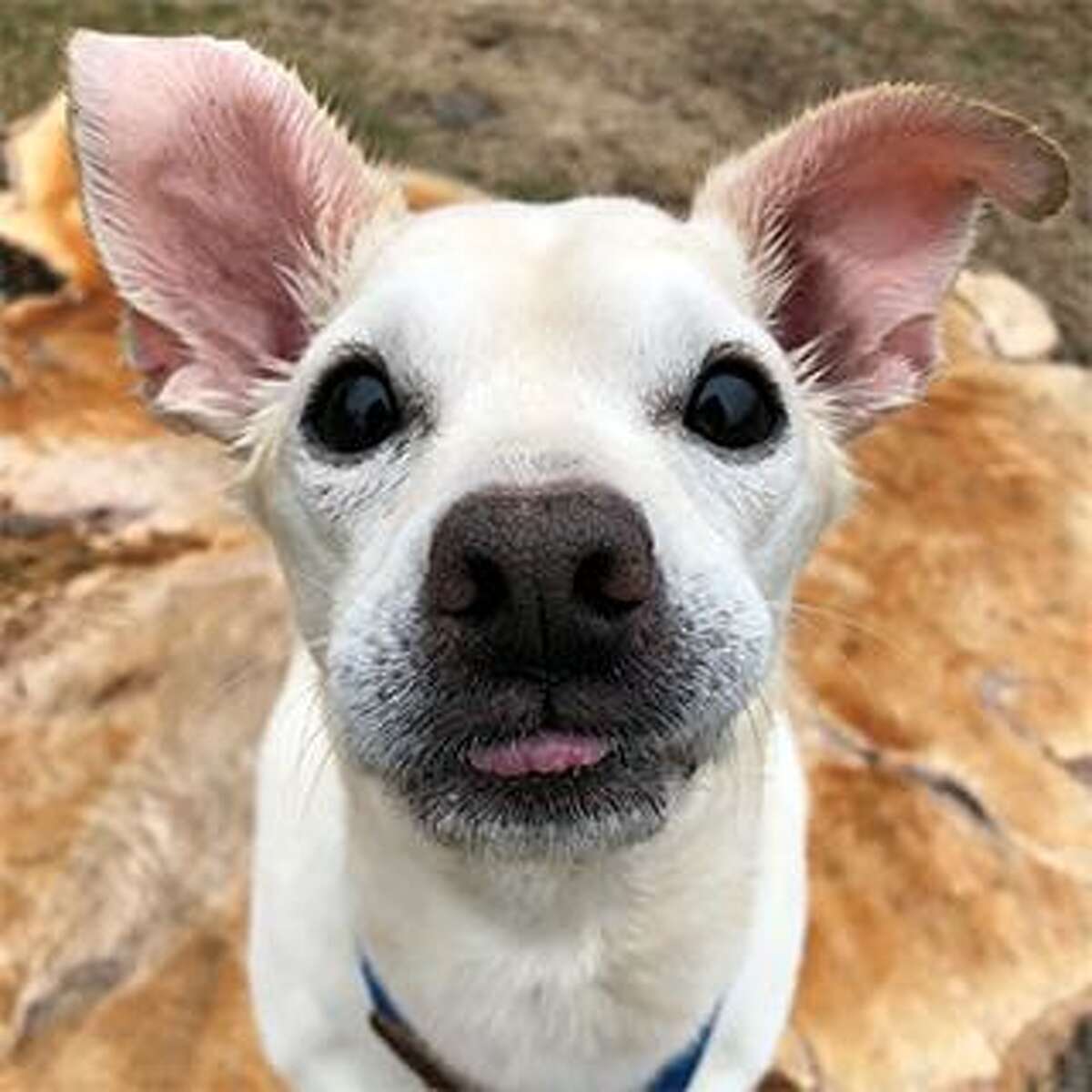 Banjo