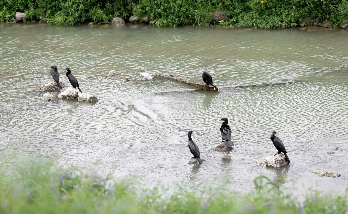 Birds sit in Brays Bayou in the Arthur Storey Park, south of Bellaire Boulevard near the Sam Houston Tollway, in Houston on March 18, 2020. The park is the southern point of trails by the Westchase District that will eventually connect via on-street bike paths to the Terry Hershey Trail along Buffalo Bayou.