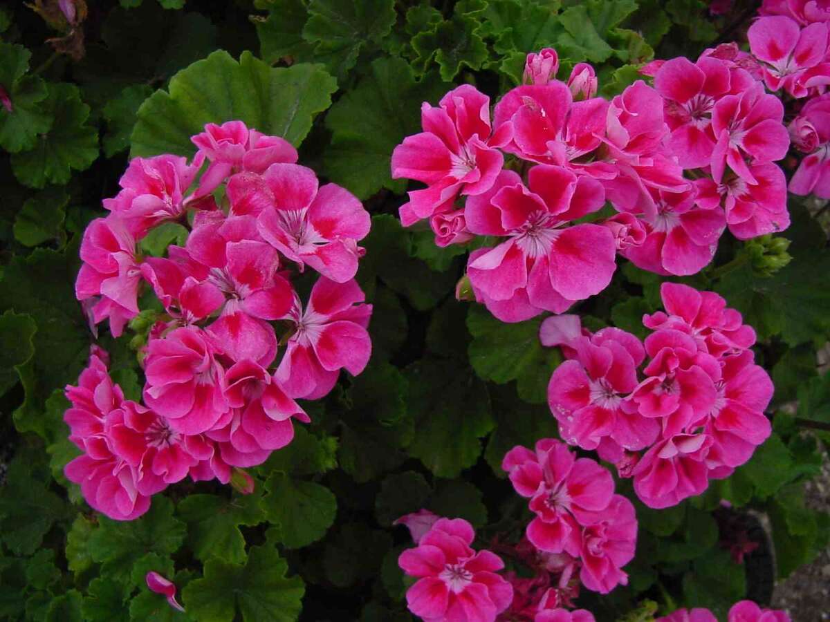 Calvin Finch: Geraniums and petunias are putting on a show in San ...