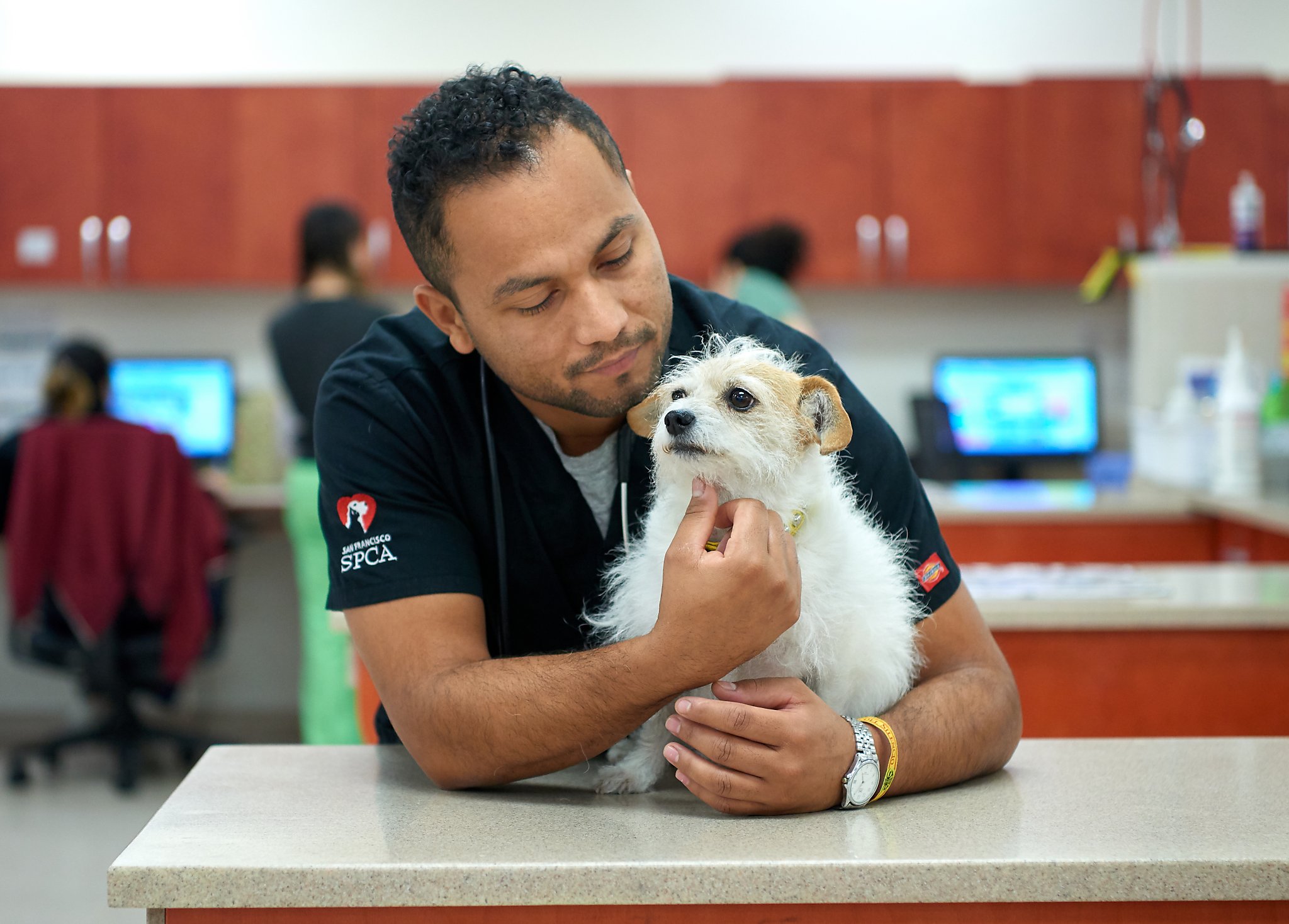 Will California Allow More Virtual Visits Between Pets And Vets Sfchronicle Com