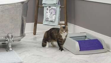 chewy self cleaning litter box