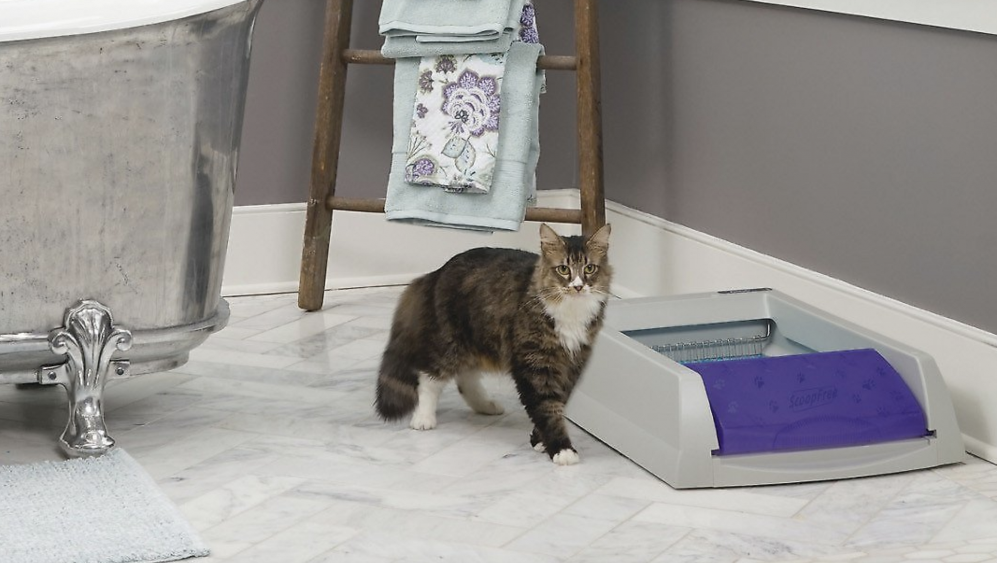 5 selfcleaning litter boxes for when you're tired of cleaning up cat poop