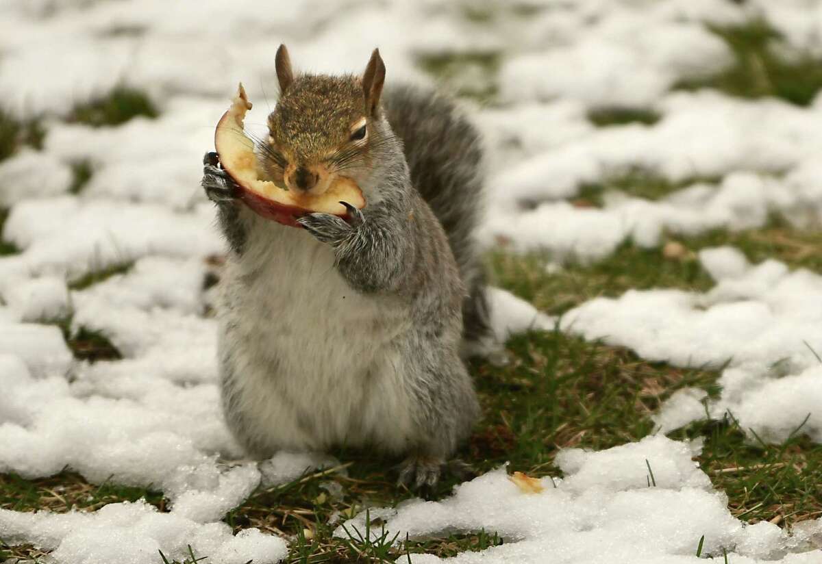 A squirrel munches on an apple slice on Tuesday, March 24, 2020 in Albany, N.Y (Lori Van Buren/Times Union)