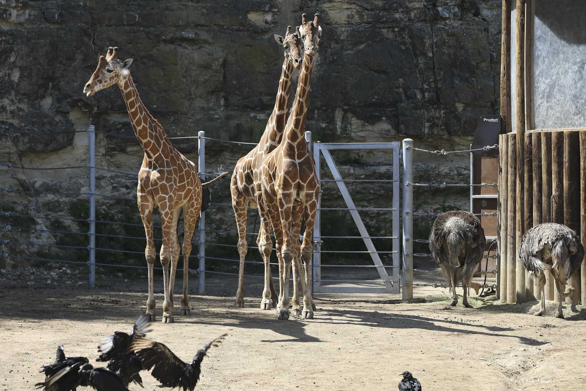 San Antonio Zoo will reopen for 'one-of-a-kind' drive-thru experience