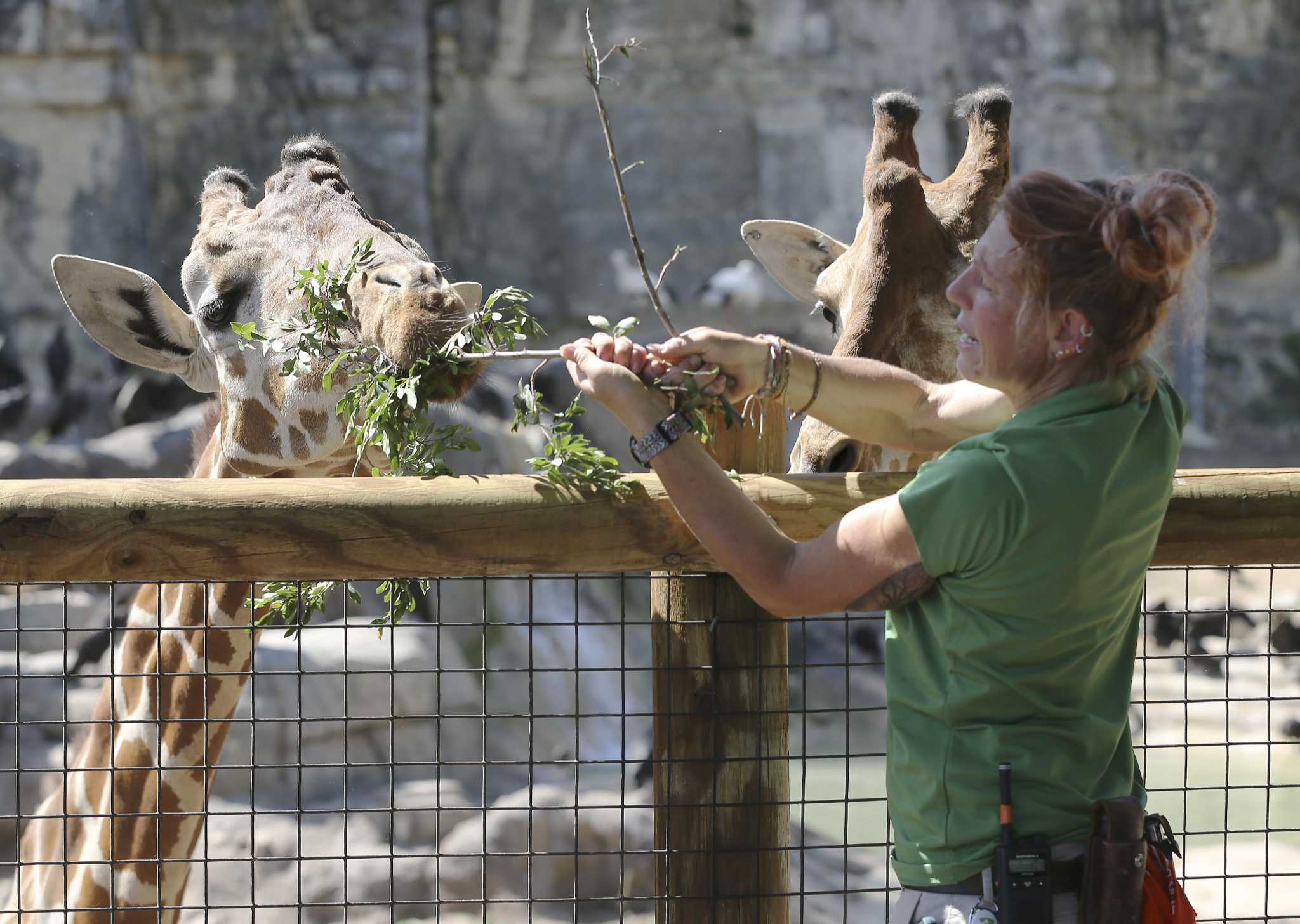 Visitors can virtually experience the San Antonio Zoo during ...